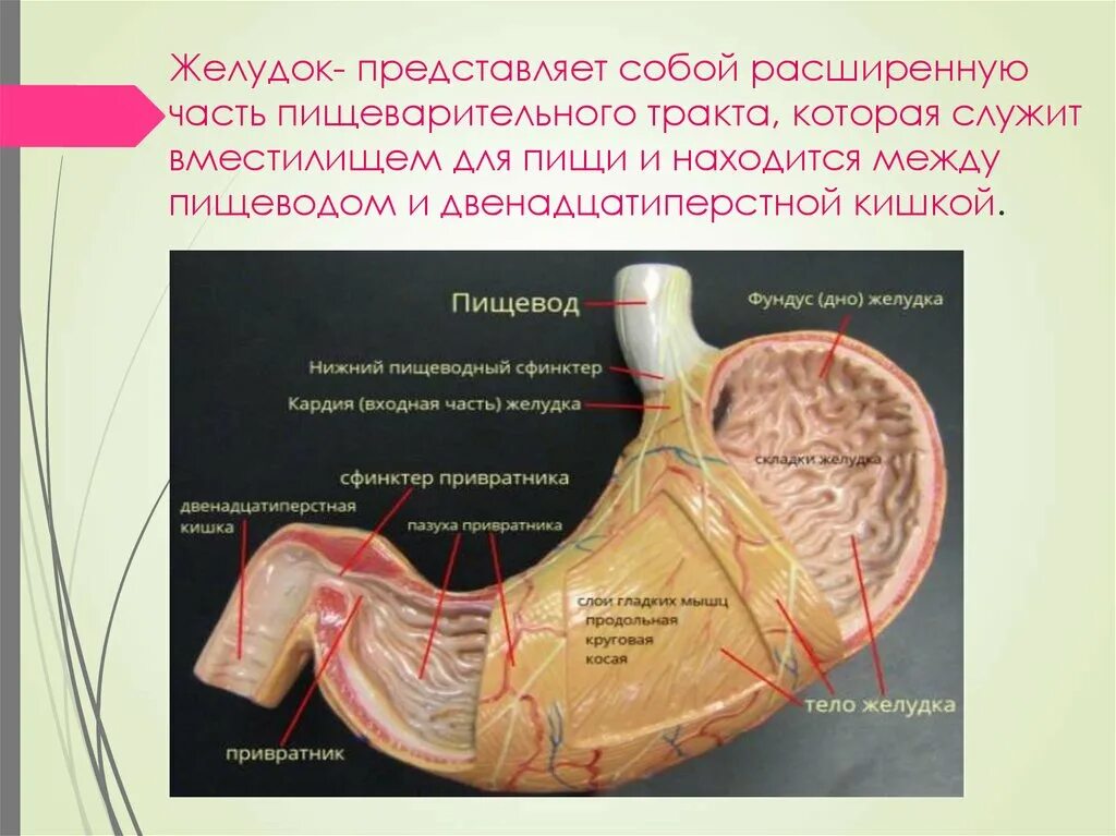 Самой длинной частью пищеварительного тракта