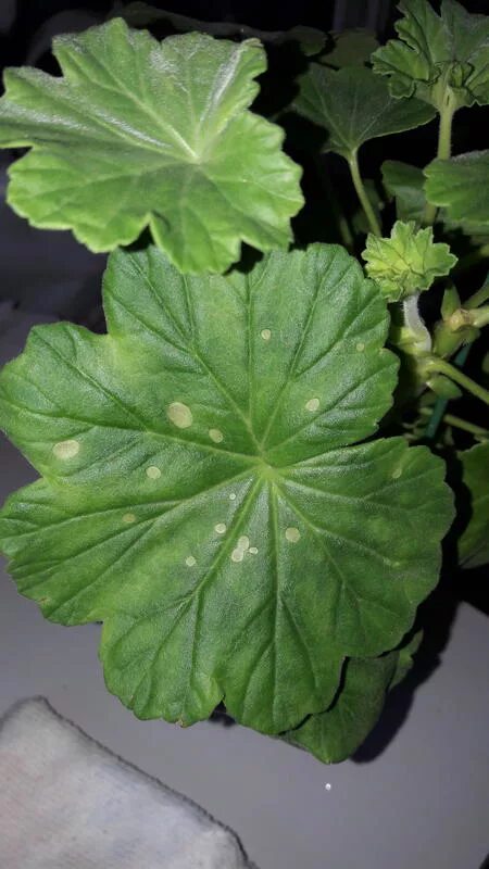 пятнистость на листьях пеларгонии. кольцевая пятнистость герани. пятна на герани. альтернариоз, церкоспороз. пеларгония нематода.