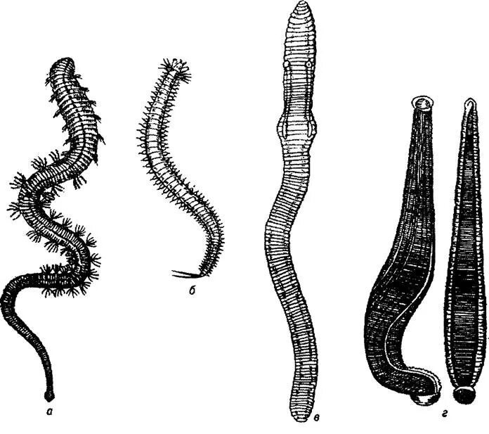 Кольчатые ленточные черви. Малощетинковые черви рисунок. Кольчатые черви паразиты. Первые кольчатые черви