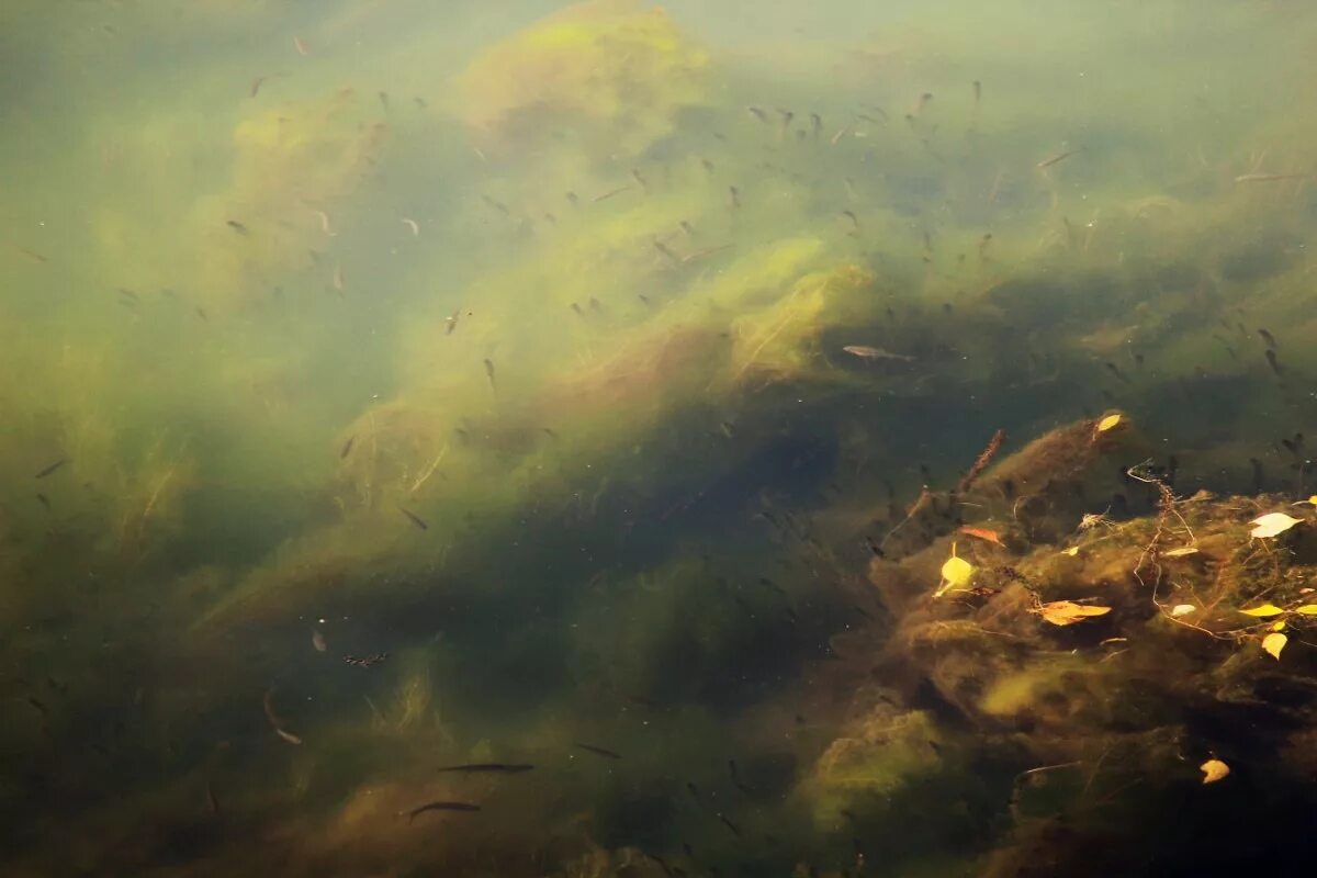 Мутная вода. Море под водой. Речное дно. Мутная вода в реке.