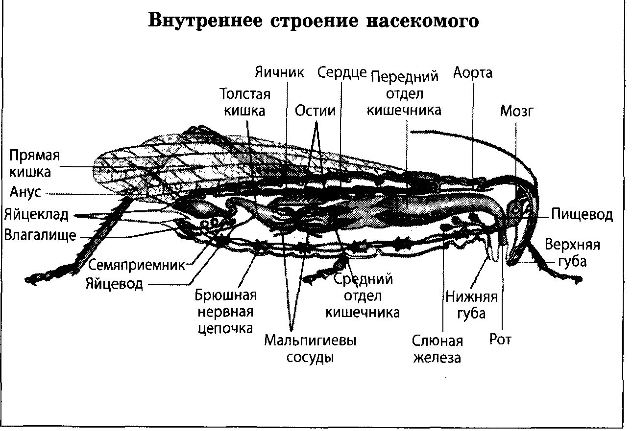 Строение насекомых. Строение насекомых