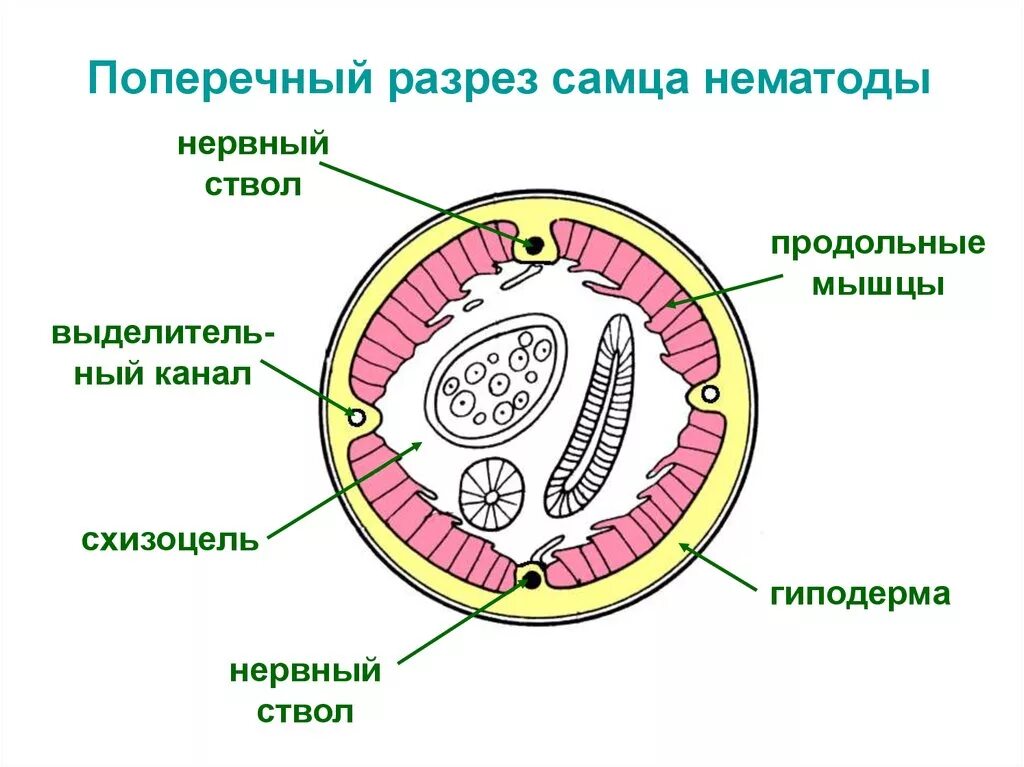 Строение кожно мускульного мешка нематод. Строение кожно мускульного мешка круглых червей. Кожно мускульный мешок круглых червей червей. Гиподерма нематод. Мускульный мешок круглых червей