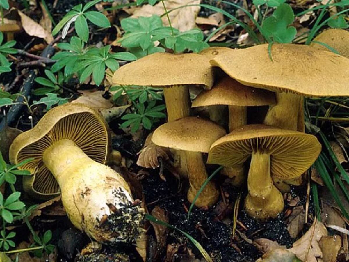 грибы в лесу подмосковья. грибы в заполярье. боровик луговой. кортинариус ребулус. грибы 20 года.