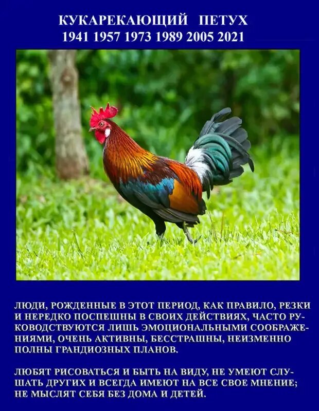 Какой год родился петух. Петух года по восточному гороскопу. Год петуха характеристика. Следующий год петуха. Какой год родился петух.