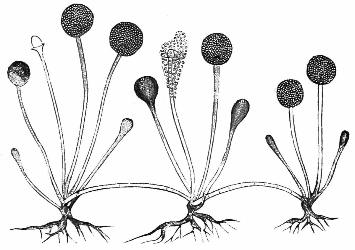 Споры гриба мукора. Плесневые грибы ризопус. Мукор ризопус. Плесневые грибы Rhizopus. Ризопус мицелий.