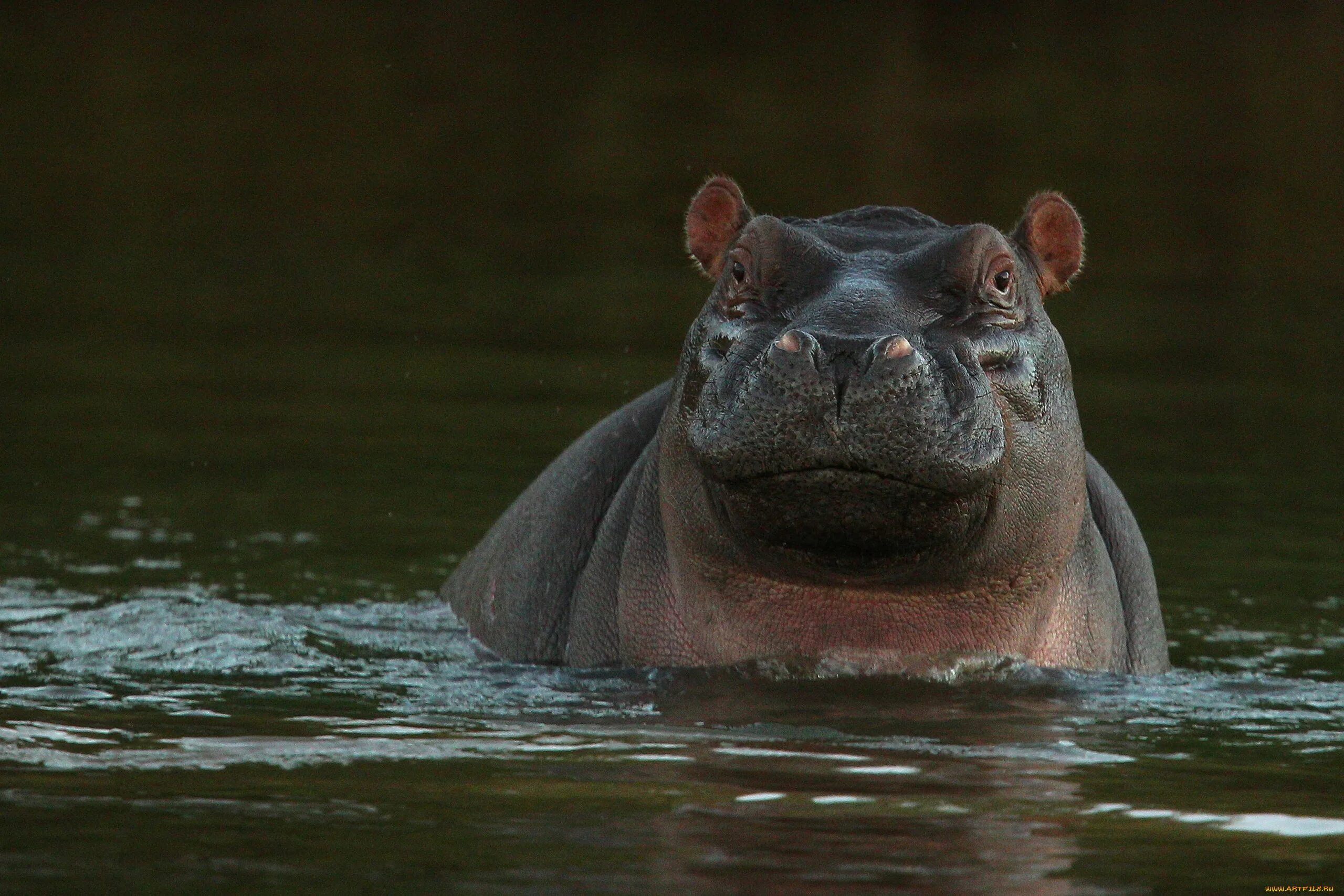 Нильский Бегемот. Обыкновенный Бегемот Бегемотовые. Гиппопотам (Hippopotamus). Гиппопотам в Африке. Бегемот какой звук