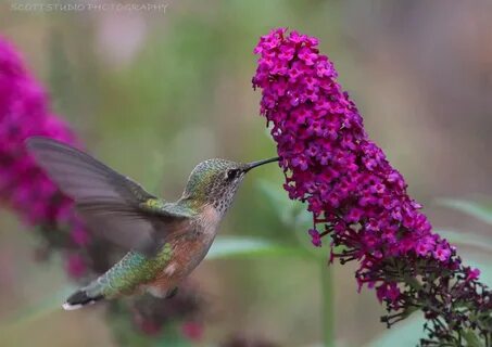 How do hummingbirds help flowering plants