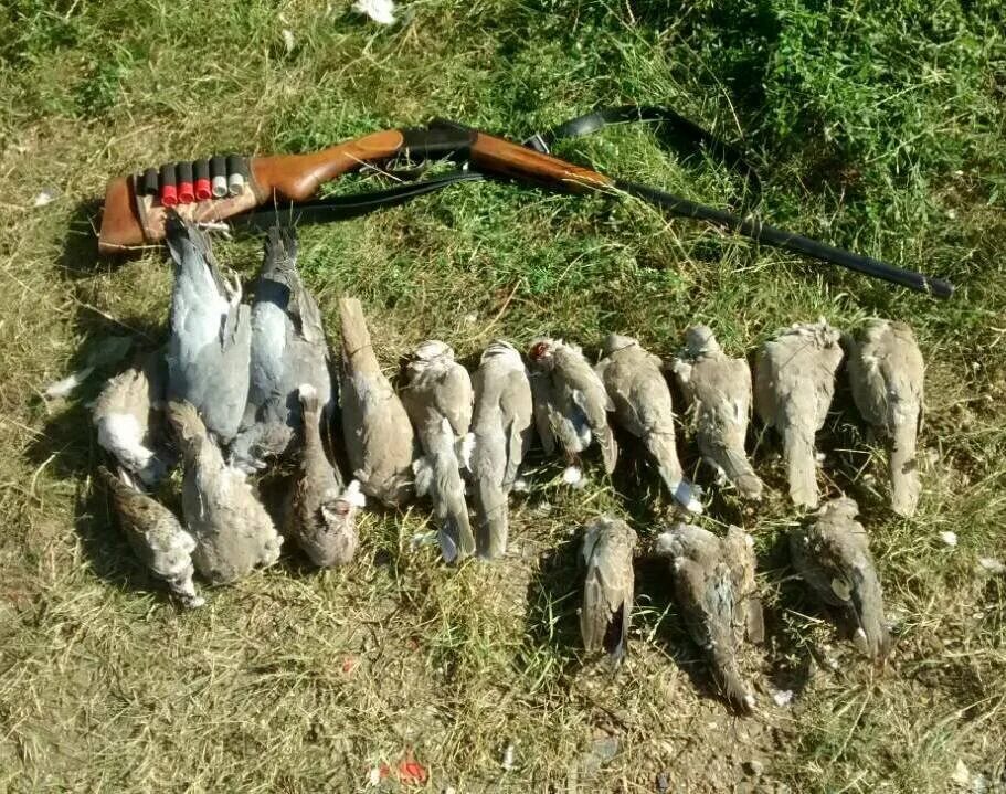 Охота на голубей. Охота на диких голубей с пневматикой. Охота на голубей. Дикий голубь горлица охота. Дикий голубь вяхирь охота.