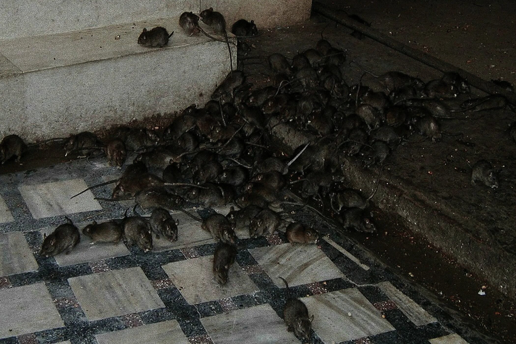 Крыса дикая и декоративная. Мыши в доме. Почему много крыс. Почему много крыс. Декоративная крыса агути.