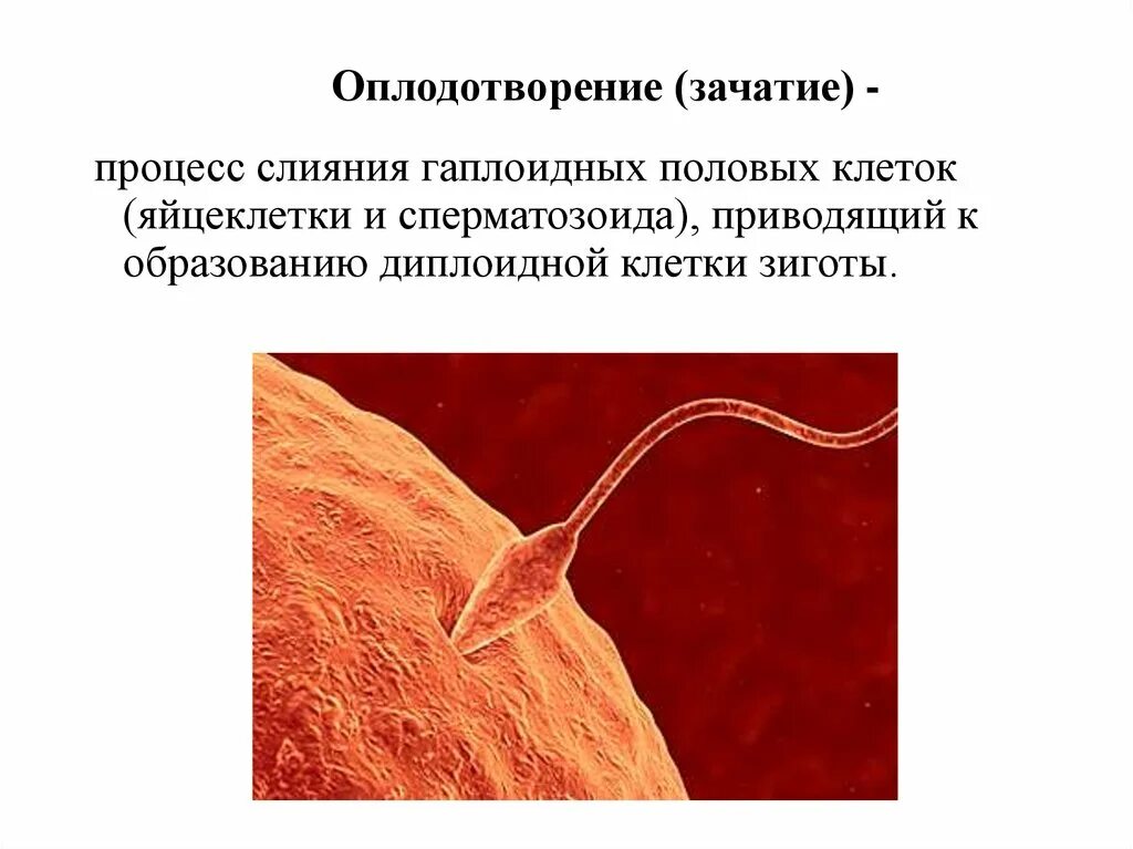Зачатие происходит в период. Яйцеклетка после оплодотворения. Процесс овуляции и зачатия в картинках. Путь яйцеклетки по дням. Путь яйцеклетки после овуляции по дням в картинках.