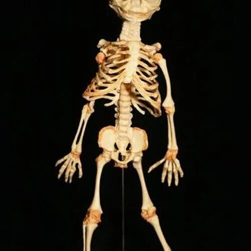 Как выглядит скелет ребенка Skeleton family Halloween skeletons, Skull art, Skull and bones