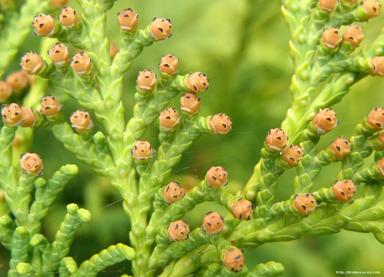 туя западная цветет. цветущая туя. цветущая туя. туя западная цветет. туя западная цветение.