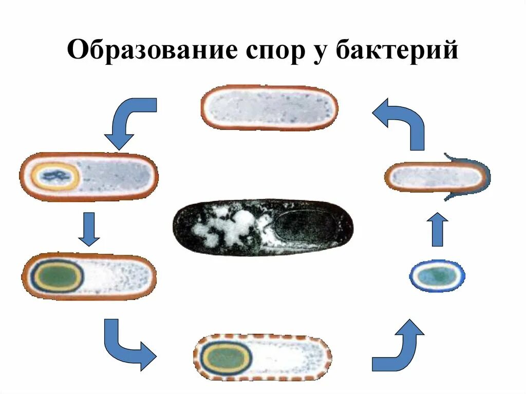 Образование спор характерно для. Строение спор бактериальной клетки. Схема образования спор у бактерий. Образование спор у бактерий строение. Спора бактерий строение.