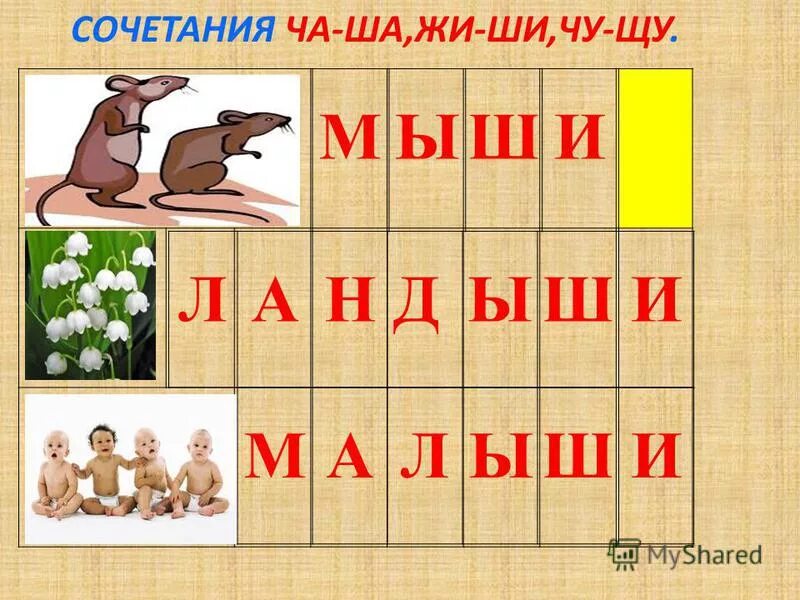Цветок на жи ши название. Раскраска чу щу жи ши. Цветок с алыми цветами жи ши. Алыми цветами расцвел жи ши. Алыми цветами расцвел жи ши.
