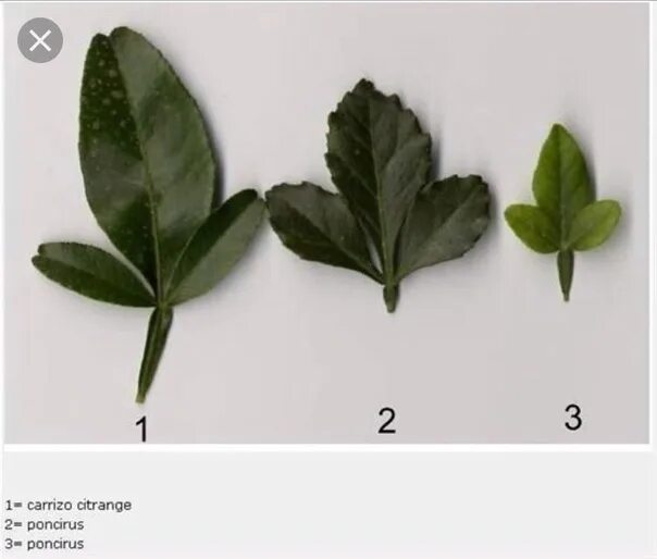 Как отличить листья. Отличия листьев цитрусовых. Форма листьев цитрусовых. Форма листьев у лимона. Форма листа мандарина.