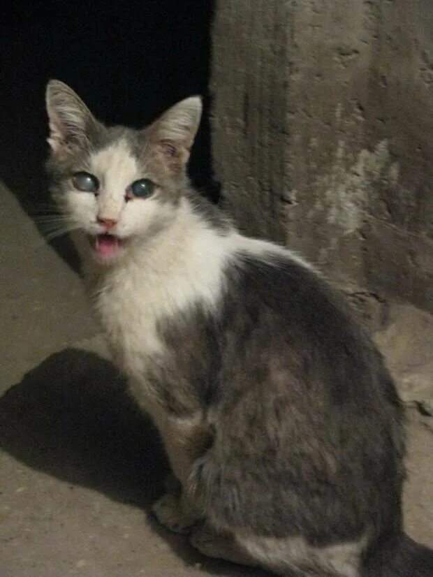 Кот ослеп. Слепая кошка. безглазая кошка. бездомные коты на глазах. глаза слепого кота.