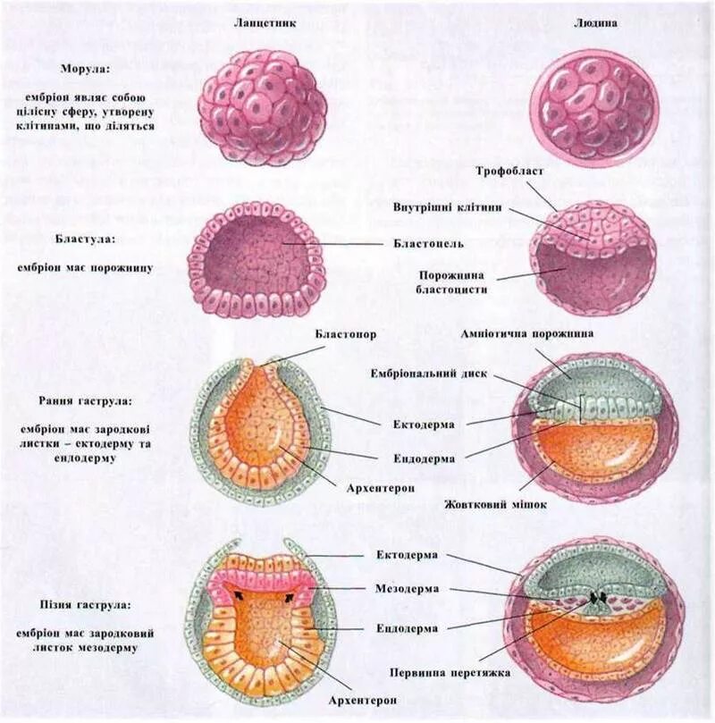 Схема эмбриогенеза ланцетника название какой его стадии. Схема развития зародыша ланцетника. Стадии эмбрионального развития ланцетника. Начальные этапы эмбрионального развития ланцетника. Схема стадий развития зародыша.