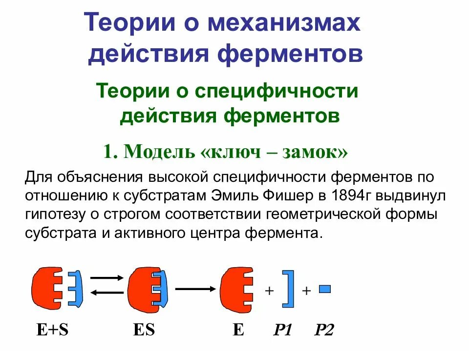 Теории специфичности действия ферментов. Теория ферментативного катализа Фишера. Механизм действия ферментов строение активного центра. Механизм действия ферментов специфичность действия ферментов.