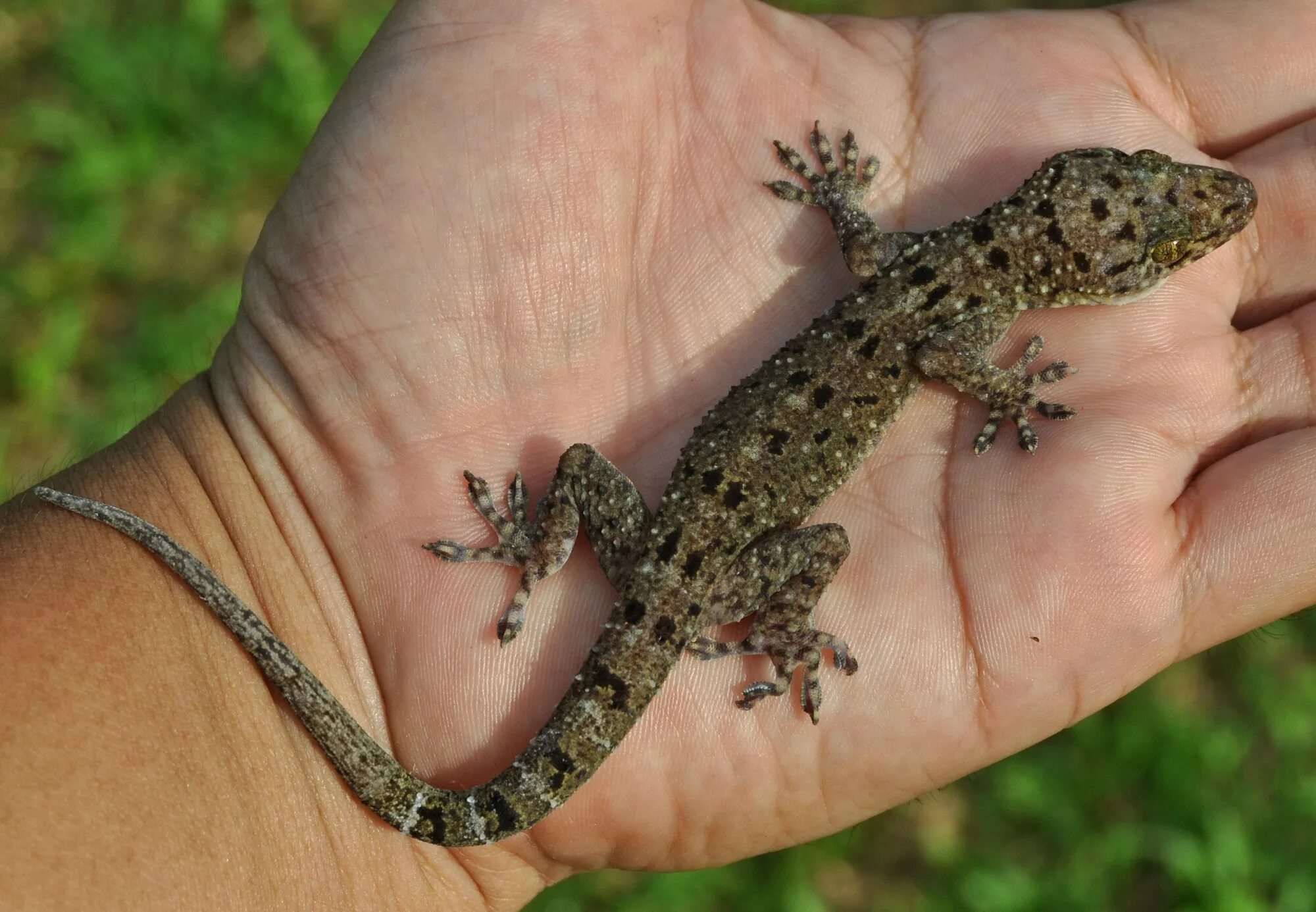 Ящерицы ползают. Gekko monarchus. Ящерица геккон. Геккон Филиппины. Геккон Гекко.