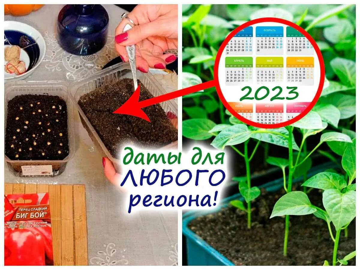 Когда можно посадить перец в 2025. Рассада перцев. посадка томатов на рассаду. сажаем перец на рассаду. во что посеять перец.