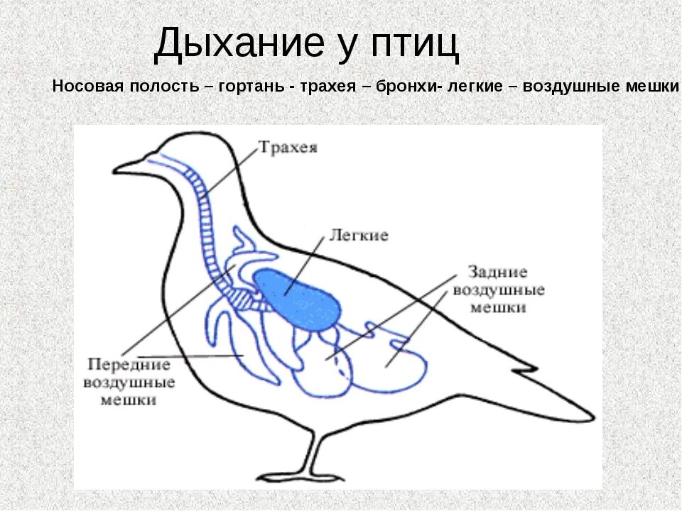 Дыхание птиц является. Органы дыхательной системы птиц. Система органов дыхания птиц схема. Строение дыхательной системы птиц. Внутреннее строение птиц дыхательная система.