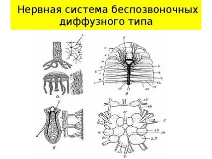 Наличие диффузной нервной системы