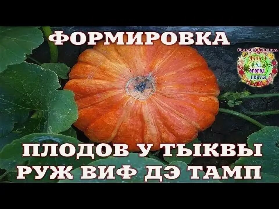 Как формировать плети тыквы. Формирование тыквы. тыква мулен руж описание сорта. тыкву руж виф престиж. как формировать тыкву в открытом грунте.