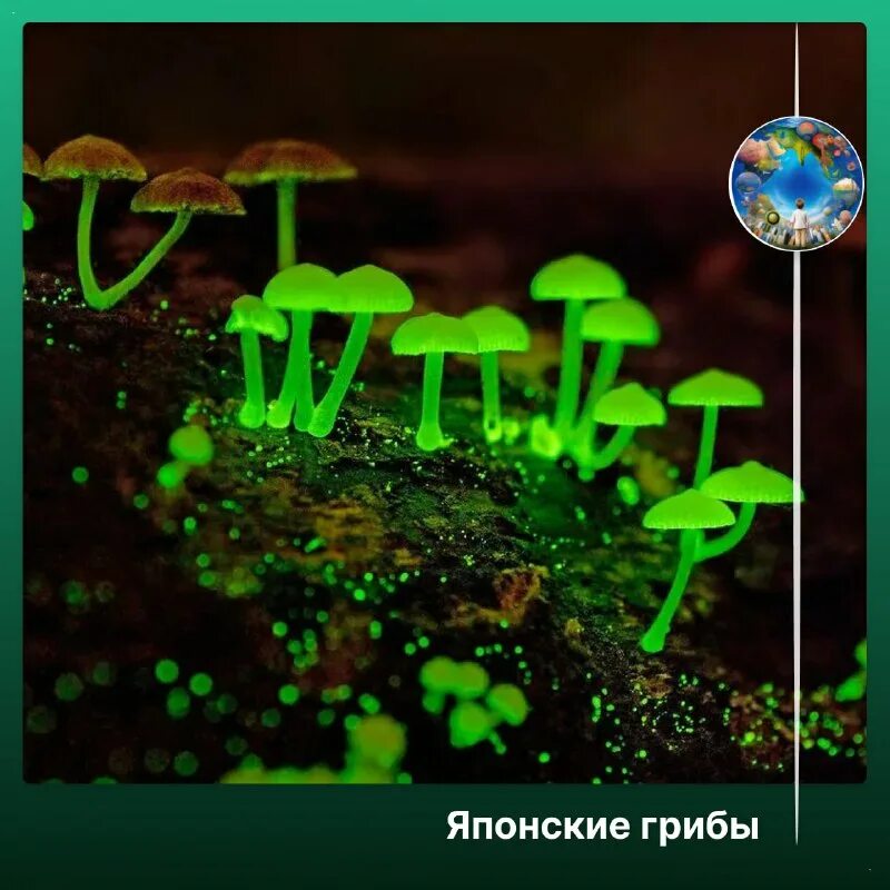 собрать светящиеся грибы. люминесцентные грибы. биолюминесцентные грибы mycena chlorophos. собрать светящиеся грибы. светильник в виде грибов.