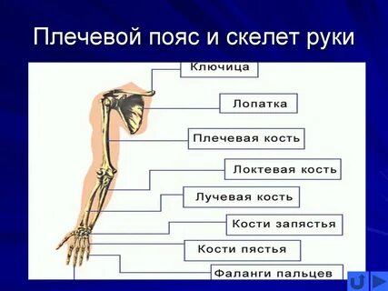 Функции плечевого пояса и руки