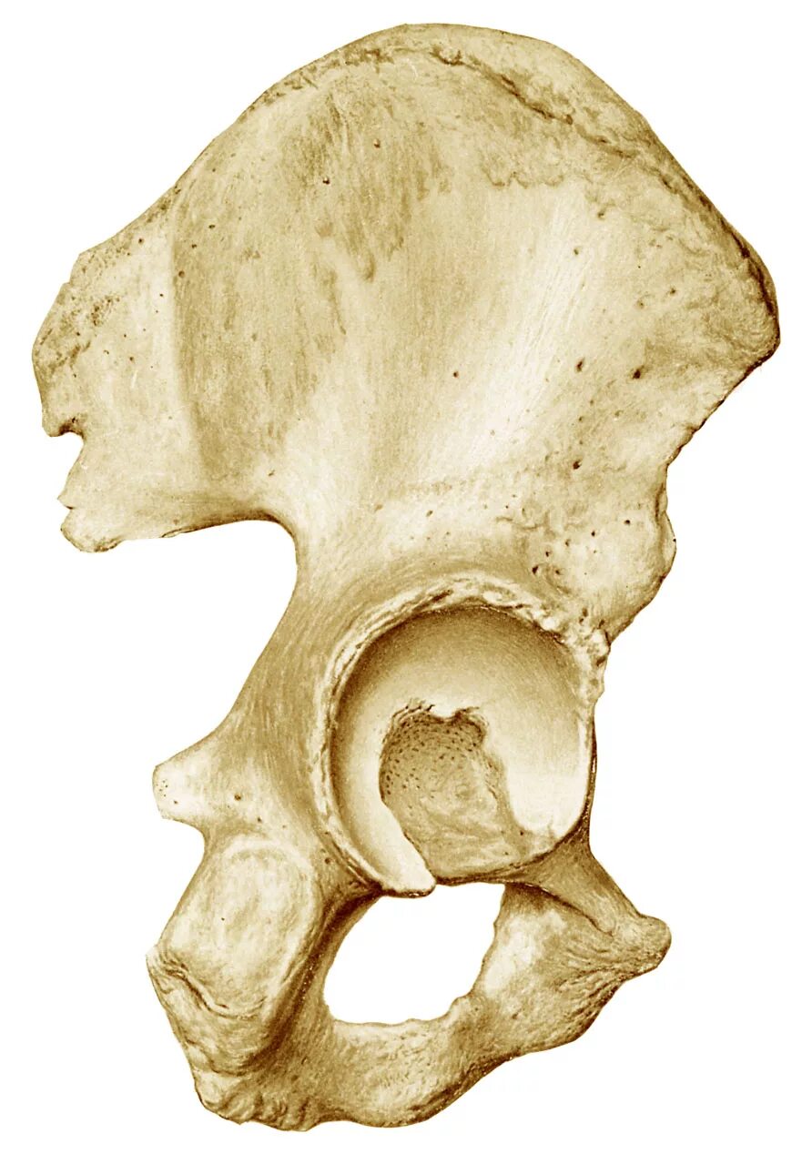 Тазовая кость (os Coxae). Таз кость os Coxae. Os Coxae анатомия. Тазовая кость анатомия человека. Ковид кости