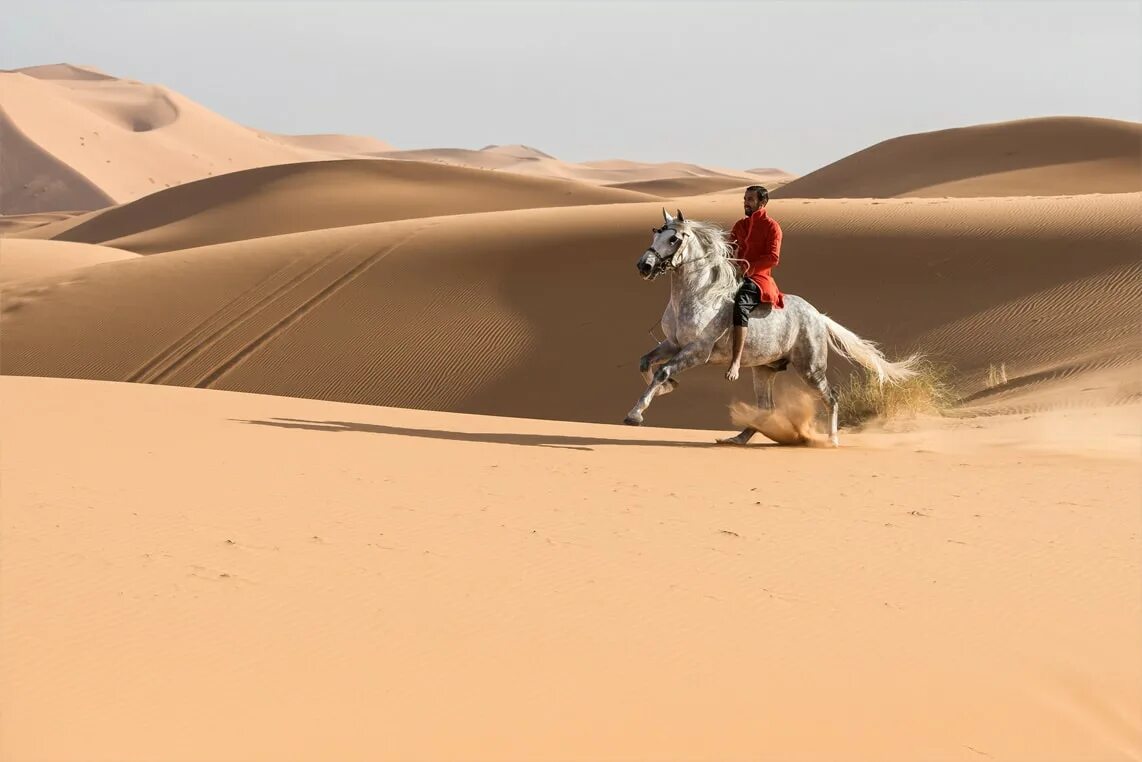 Пустыня побед. Лошадь в пустыне. Арабская лошадь в пустыне. Девушка на лошади в пустыне. Девушка в пустыни лошадь.