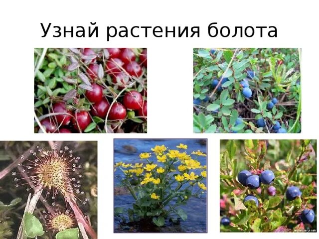 Растения болота являются. Растения на болоте. Болотные растения названия. Типичные растения болота. Растения болот России.