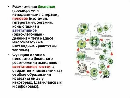 Является подвижной спорой зооспорой