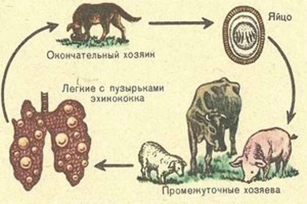 Эхинококкоз пути заражения. Эхинококк механизм заражения. Эхинококкоз паразит заражение. Эхинококк пути заражения человека.