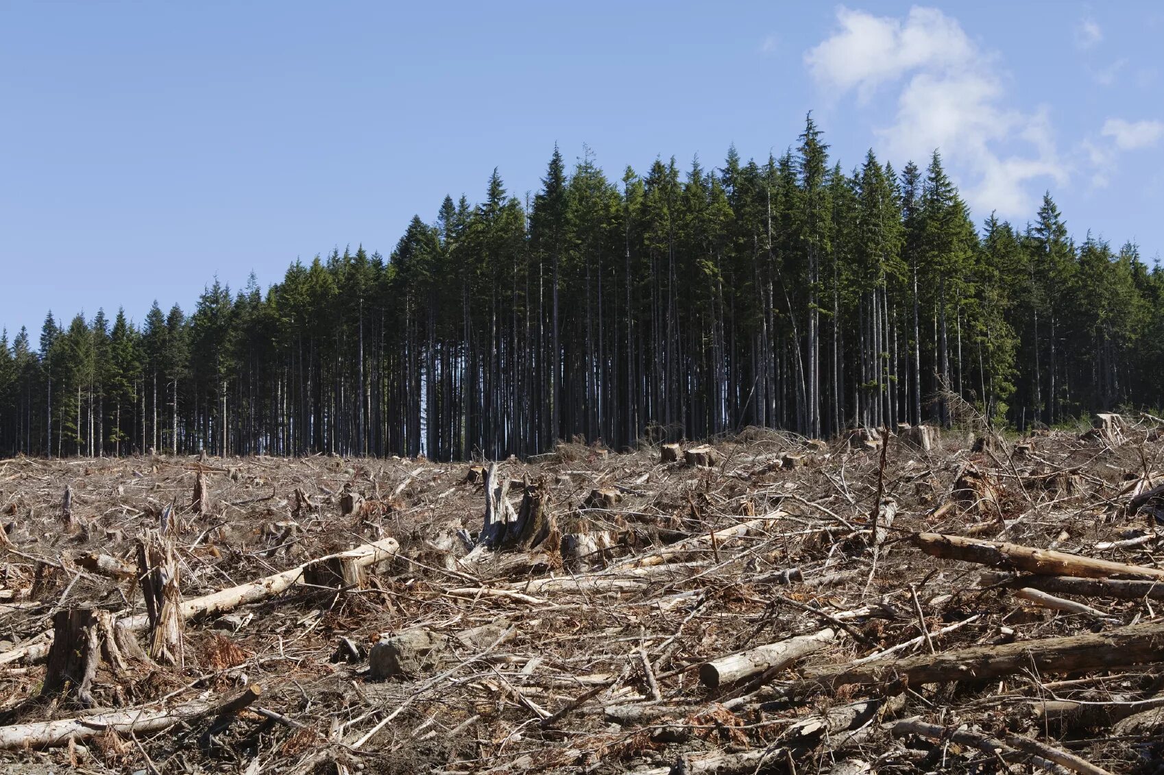 Основные экологические проблемы тайги. Обезлесение в России. Вырубка лесов. Уничтожение лесов. Истребление лесов.