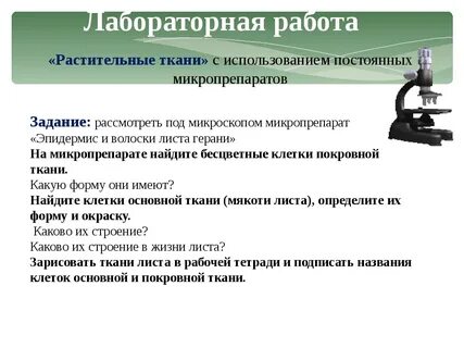 Лабораторная работа 1 ткани человека
