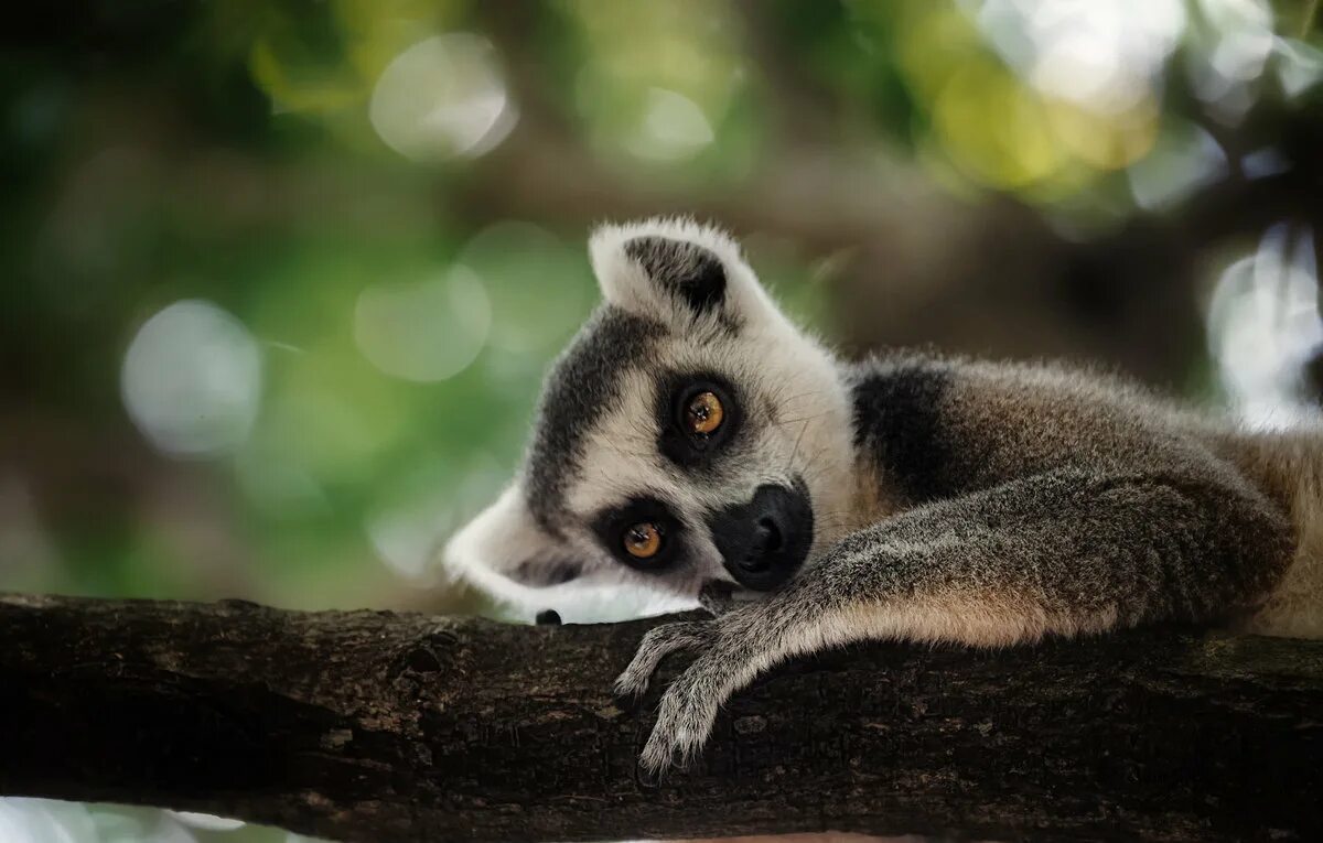 лемур мадагаскар. мадагаскар лемуры. кошачий лемур мадагаскар. лемур лори мадагаскар. краснохвостый лемур.