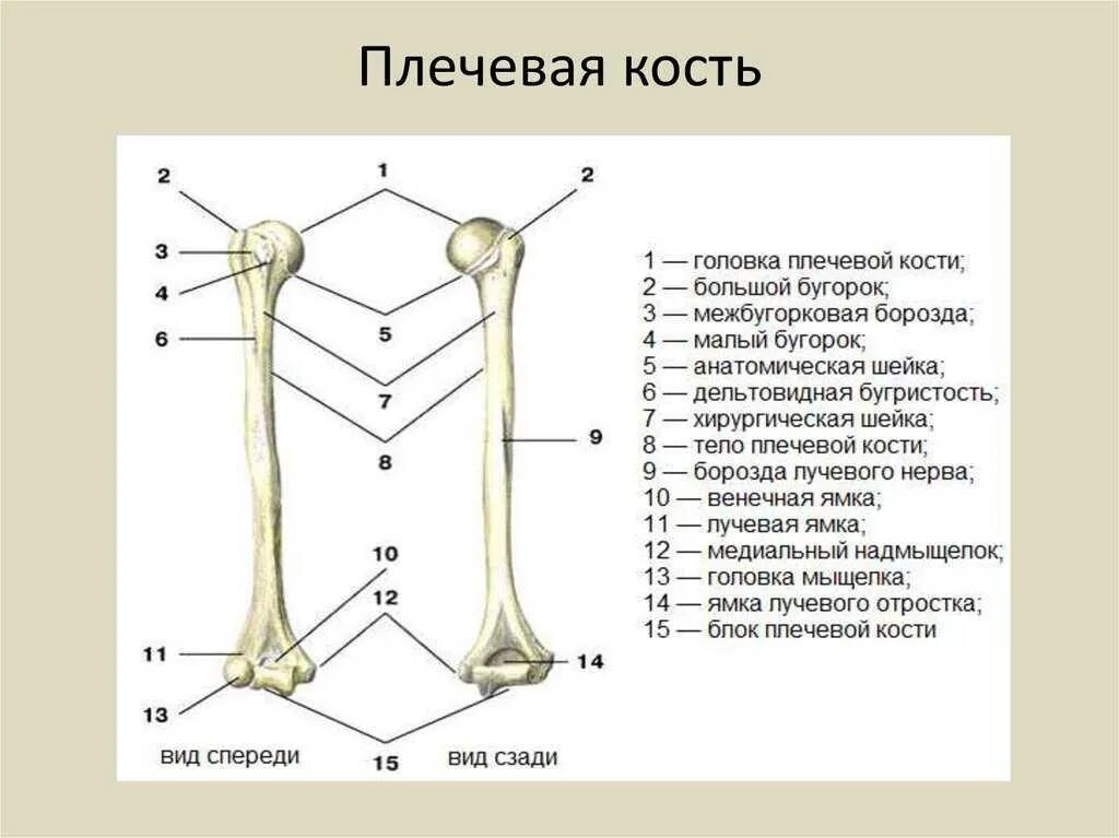 Из скольких костей состоит. Строение плечевой кости анатомия. Плечевая кость проксимальный эпифиз. Плечеваякомть анатомия. Строение плевевойкости анатомия.