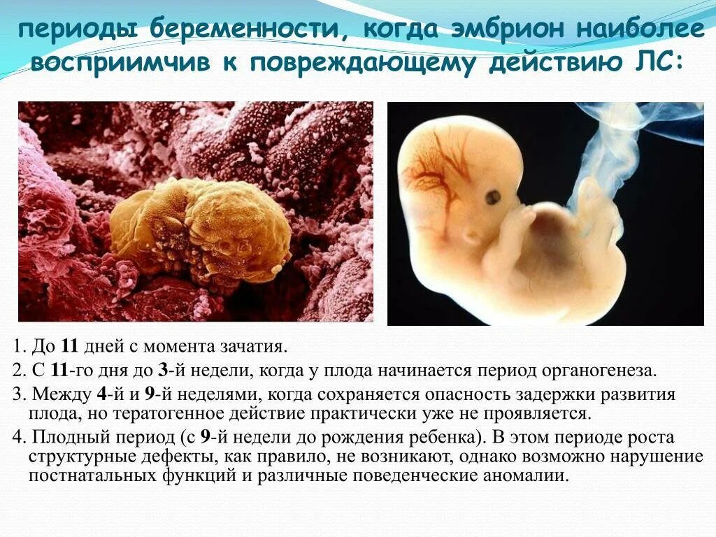 Первые недели беременности что происходит. Плодный период развития. Плодный период развития зародыша.