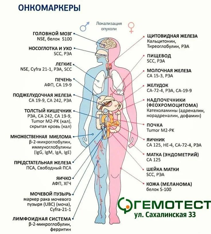 Онкомаркеры по локализации опухоли. Онкомаркеры 180. Анализ крови на онкомаркеры. Показатели онкомаркеров норма у мужчин. Женщина онкомаркер профилактика