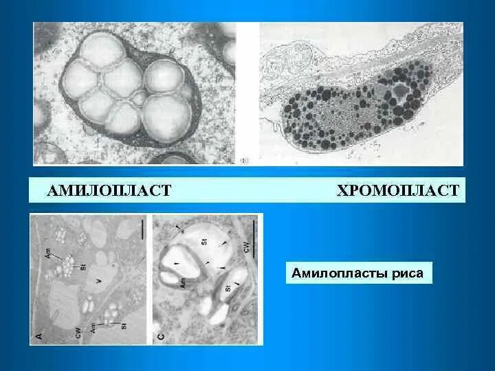 Микрофотография хромопласта. Хромопласт микрофотография. Микрофотография хромопласта. Хромопласты под микроскопом. Хромопласты шиповника под микроскопом.