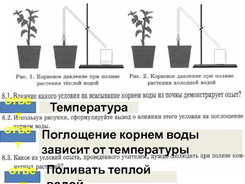 Проводит вещества за счет корневого давления
