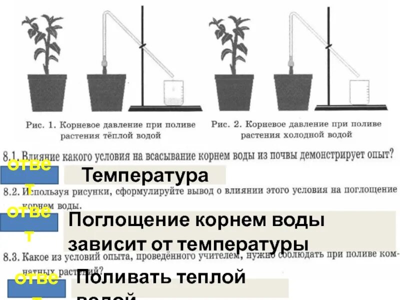 У какого растения корневое давление сильнее. Поглощение воды. Опыт поглощение воды корнем. Поглощение воды растением. Опыт доказывающий поглощение воды корнем.