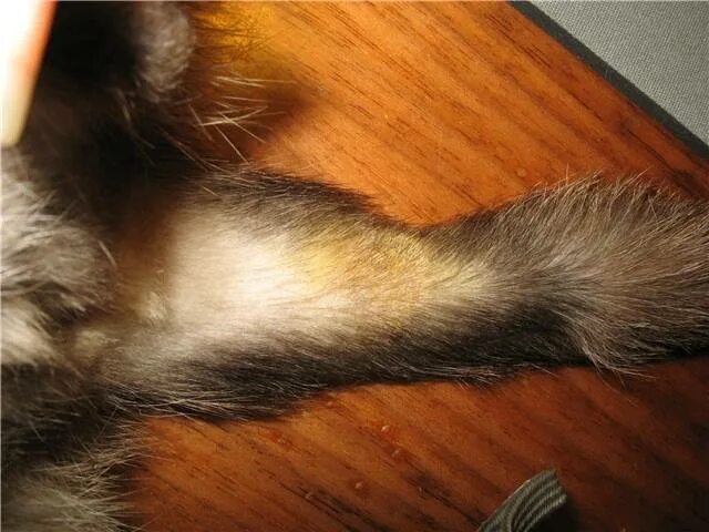 Кошка облезает