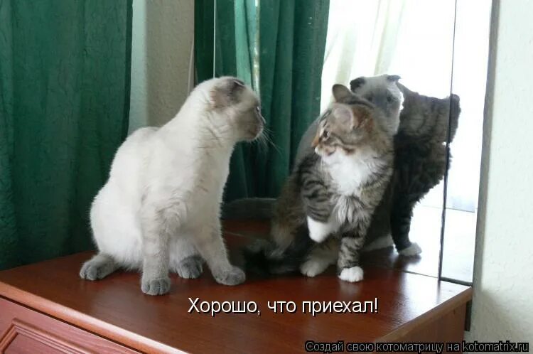 песня текст песни. любовь прошла завяли помидоры ботинки жмут и нам не. текст песни. слова песни приходите в мой дом текст. даже хорошо что ты не приехал песня.