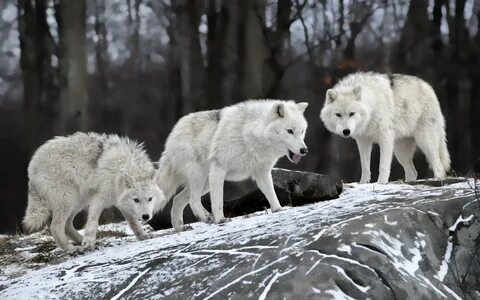 Wolves г