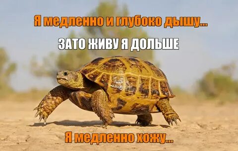 Система черепахи