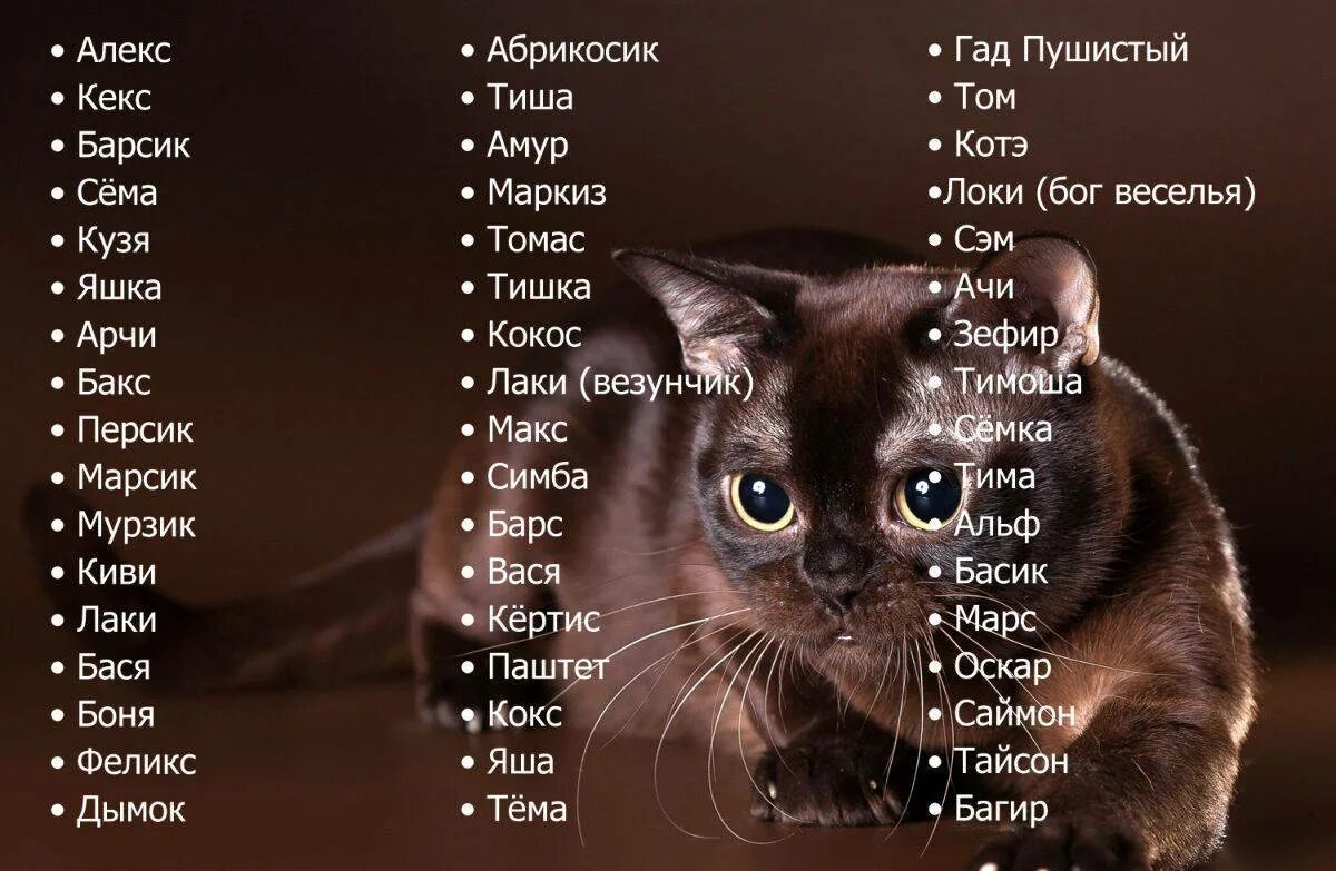 Как назвать имя котенка девочку
