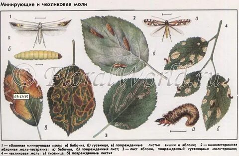 Типы повреждений насекомых