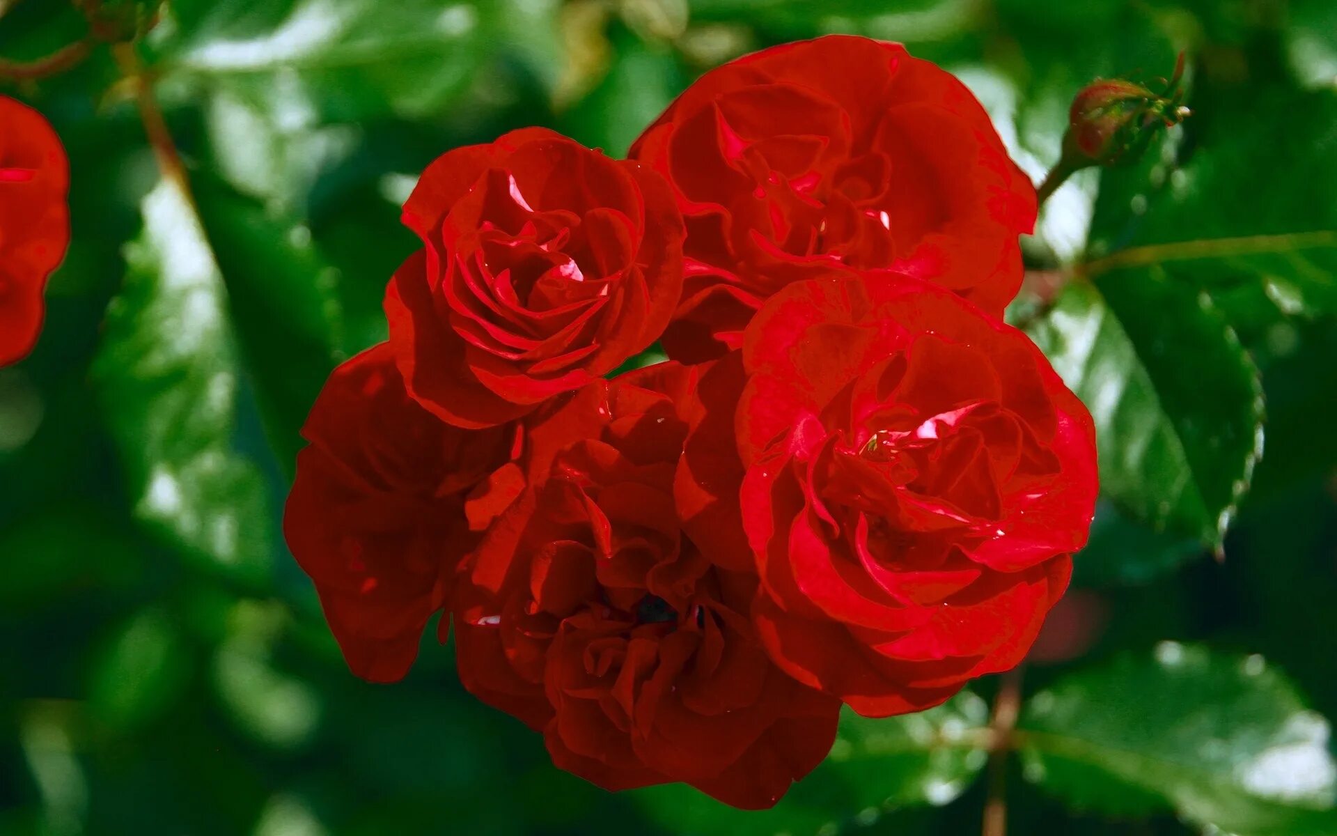 Лучшие розы земли. Розы макро. Летние розы. Цветы розы кустовые в саду.